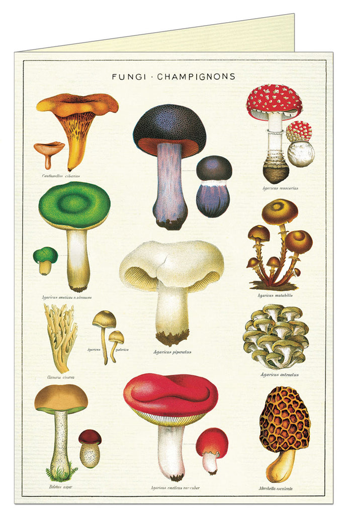 Cavallini & Co. Greeting Card - Mushrooms