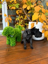 Load image into Gallery viewer, LUNA the Topiary Cypress Puppy Dog
