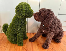 Load image into Gallery viewer, MAX the Topiary Cypress Dog
