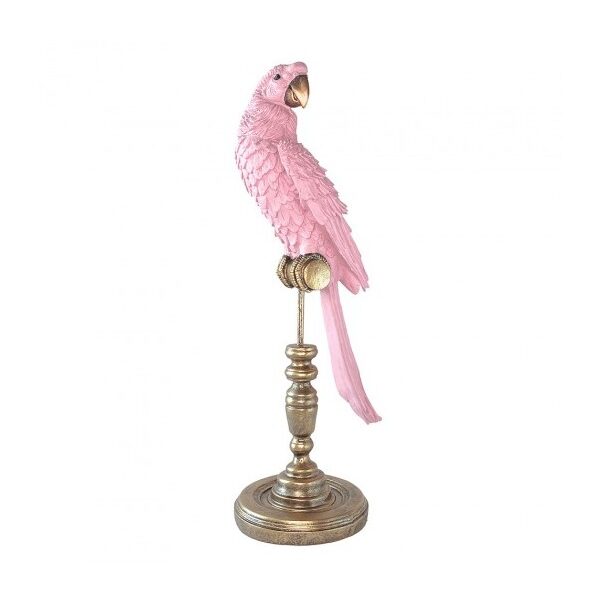 CAM Ornithology Aviary Perroquet Royale